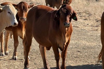 Approx. 192 DroughtmasterX No.5 Steers