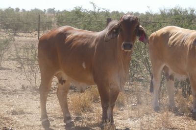 132 VGQ PTIC Brahman Cows