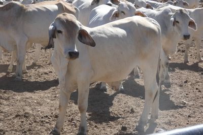 Approx. 850 Brahman No5s & No4s mixed sex