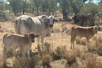Approx. 70x70 Composite Cows & Calves