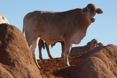 4 decks of Feeder Cattle