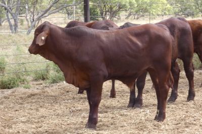 86 VGQ Crossbred No.6 mixed sex Weaners