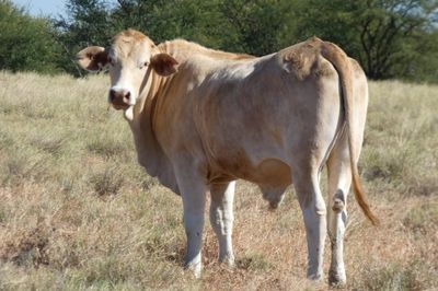 312 VGQ HGP Xbred & Brahman Feeder steers