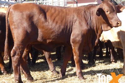 189 Weaned Santa X Heifers