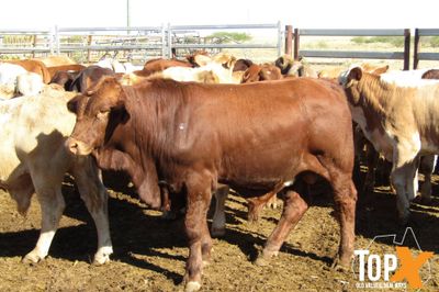 180 Weaned Bulls