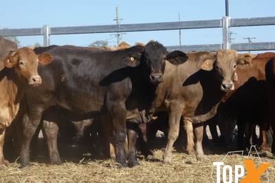 106 Weaned Santa X Steers