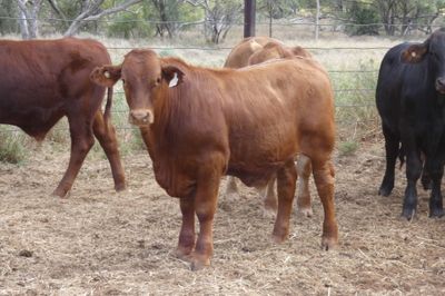 86 VGQ Crossbred No.6 mixed sex Weaners