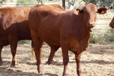 49 VGQ No.5 chance mated cross bred heifers