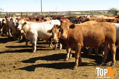 204 Weaned Steers