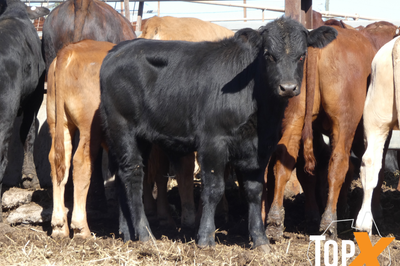 81 Weaned Santa X Bulls