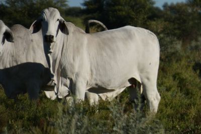 Approx. 600-1000 PTIC No3 Brahman Heifers