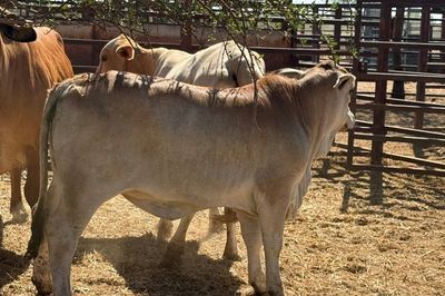 93x51 BrahmanX Cows and calves