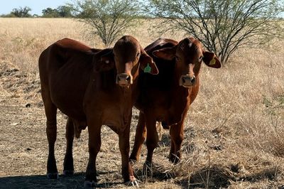 Approx. 192 DroughtmasterX No.5 Steers