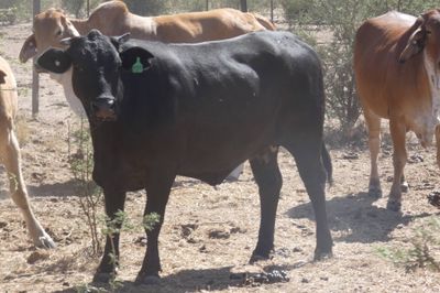 132 VGQ PTIC Brahman Cows