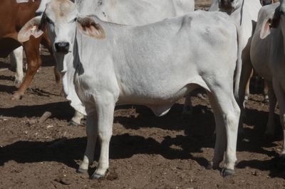Approx. 850 Brahman No5s & No4s mixed sex