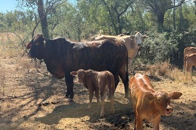 Approx. 70x70 Composite Cows & Calves