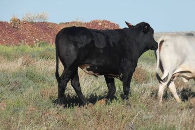 4 decks of Feeder Cattle