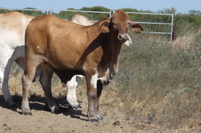 312 VGQ HGP Xbred & Brahman Feeder steers