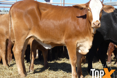 189 Weaned Santa X Heifers