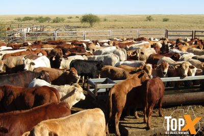 180 Weaned Bulls