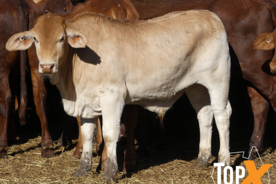 106 Weaned Santa X Steers