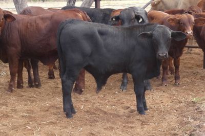 86 VGQ Crossbred No.6 mixed sex Weaners
