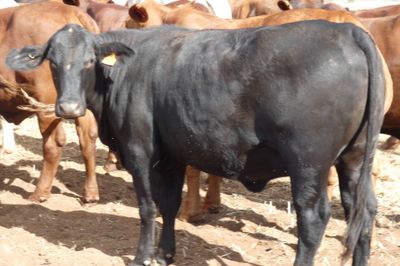 49 VGQ No.5 chance mated cross bred heifers