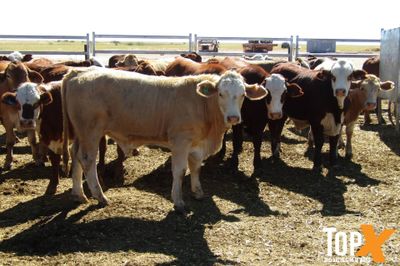 204 Weaned Steers