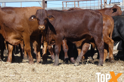 81 Weaned Santa X Bulls