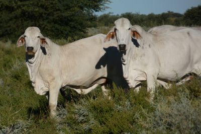 Approx. 600-1000 PTIC No3 Brahman Heifers
