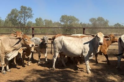 93x51 BrahmanX Cows and calves
