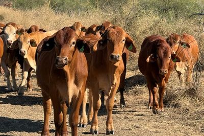 Approx. 192 DroughtmasterX No.5 Steers
