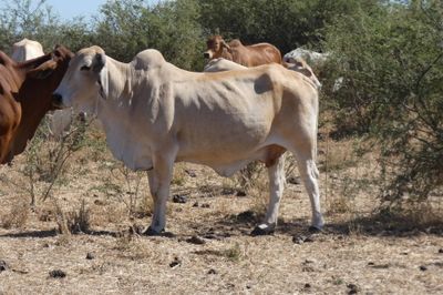 132 VGQ PTIC Brahman Cows