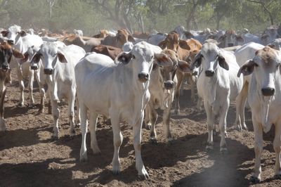Approx. 850 Brahman No5s & No4s mixed sex