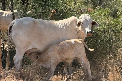 Approx. 70x70 Composite Cows & Calves