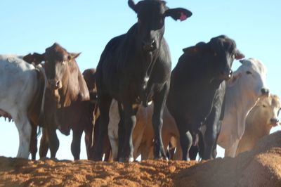4 decks of Feeder Cattle