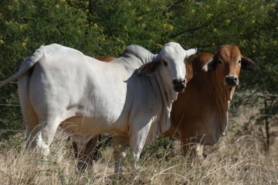 312 VGQ HGP Xbred & Brahman Feeder steers