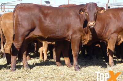 189 Weaned Santa X Heifers