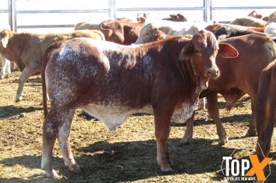 180 Weaned Bulls