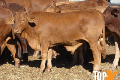 106 Weaned Santa X Steers
