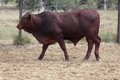 86 VGQ Crossbred No.6 mixed sex Weaners