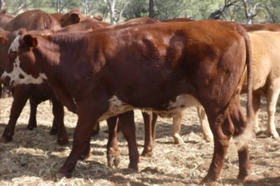 49 VGQ No.5 chance mated cross bred heifers