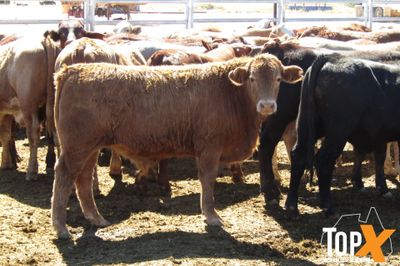 204 Weaned Steers