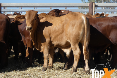 81 Weaned Santa X Bulls