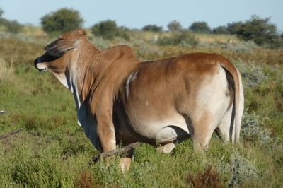 Approx. 600-1000 PTIC No3 Brahman Heifers