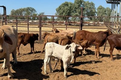 93x51 BrahmanX Cows and calves