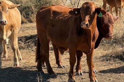 Approx. 192 DroughtmasterX No.5 Steers