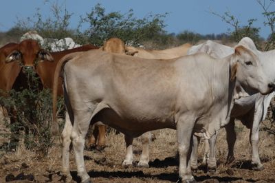 132 VGQ PTIC Brahman Cows