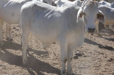 Approx. 850 Brahman No5s & No4s mixed sex