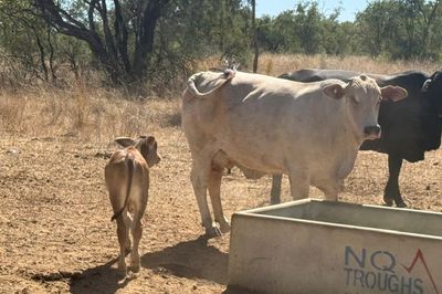 Approx. 70x70 Composite Cows & Calves